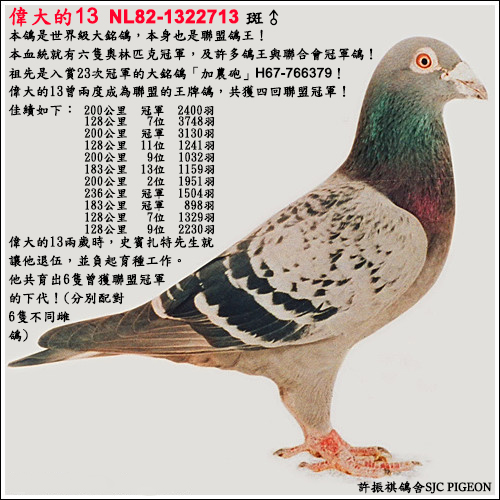 【許振祺鴿舍】偉大的13 NL82-1322713